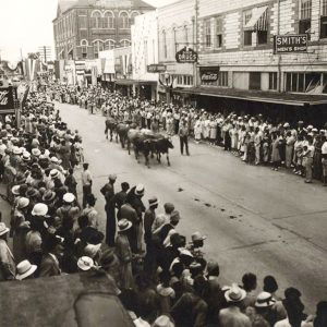 Parade consisting of some cattle in front of large crowd on city street